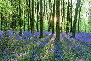 Vista: West Woods - Bluebells - Wiltshire - UK