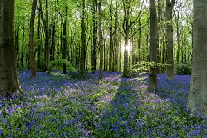 Vista: West Woods - Bluebells - Wiltshire - UK