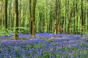 Vista: West Woods - Bluebells - Wiltshire - UK