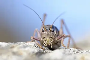 Parco: Western Alpine Bush-cricket (Anonconotus occide
