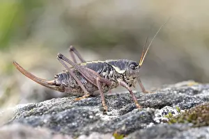 Parco: Western Alpine Bush-cricket (Anonconotus occide