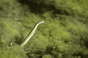 Thamnophis: Western Aquatic Garter Snake