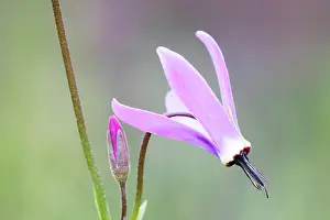 Primrose: Western Arctic Shootingstar