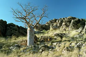 Boabs: Western Australia - Baobab / Boab Tree