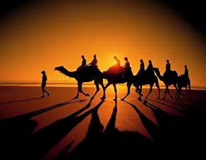 Auscape International: Western Australia - broome camels on Cable beach