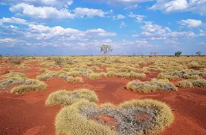 Gibson: Western Australia - Gibson desert, old spinifex