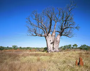Boabs: Western AUSTRALIA - Kimberley Australian Baobab / Boab