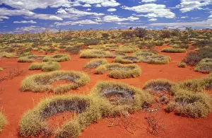 Spinifex: Western Australia - little sandy desert, vegetated