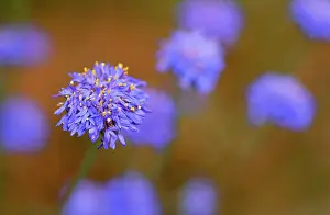 Cornflowers: Western Australia Native Cornflower
