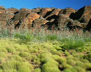 Infront: Western AUSTRALIA - Prickly or Holly grevillea