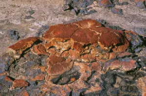 Stromatolite: Western AUSTRALIA - Stromatolites