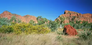 Acacias: Western AUSTRALIA - Termite mount and vegetation: