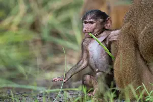 Gambia: Western Baboon