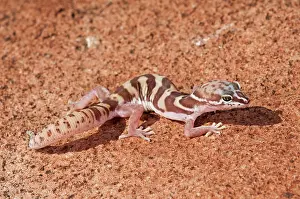 Diego: Western Banded Gecko