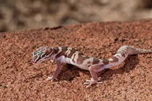 Diego: Western Banded Gecko