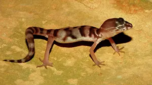 Variegatus: Western Banded Gecko