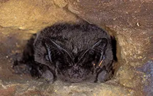 Hibernating: Western Barbastelle Bat - hibernation at cave