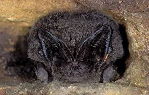 Hibernating: Western Barbastelle Bat - hibernation at cave