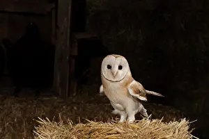 Stacks: Western Barn Owl (Tyto alba), on a haystack, in