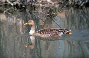 Fabalis: WESTERN BEAN GOOSE