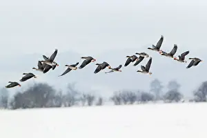 Fabalis: Western Bean Goose