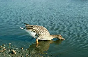 Gillean White: WESTERN BEAN GOOSE - DRINKING