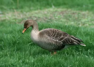 Fabalis: Western Bean Goose - Standing on grass