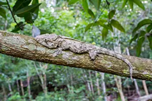 Barbatus: Western Bearded Anole (Anolis barbatus) on bran