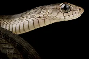 Sierra: Western Black Tree Snake (Thrasops occidentalis)
