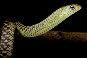 Sierra: Western Black Tree Snake (Thrasops occidentalis)