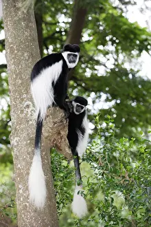 Polykomos: Western Black and White Colobus Monkey / King Colobus