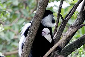 Polykomos: Western Black and White Colobus Monkey / King Colobus