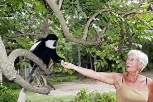 Polykomos: Western Black and White Colobus Monkey / King Colobus