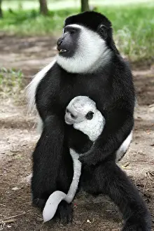 Polykomos: Western Black and White Colobus Monkey / King Colobus Monkey