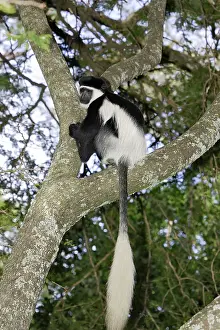 Polykomos: Western Black and White Colobus Monkey / King Colobus Monkey