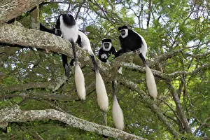 Polykomos: Western Black and White Colobus Monkey / King Colobus Monkey