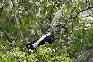 Polykomos: Western Black and White Colobus Monkey / King Colobus Monkey