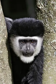 Polykomos: Western Black and White Colobus Monkey / King Colobus Monkey