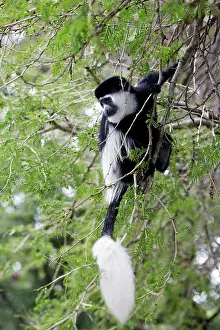 Polykomos: Western Black and White Colobus Monkey / King Colobus Monkey