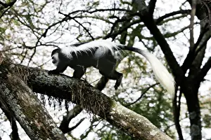 Polykomos: Western Black and White Colobus Monkey / King Colobus Monkey