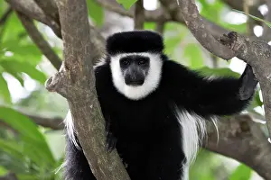 Polykomos: Western Black and White Colobus Monkey / King Colobus Monkey