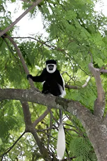 Polykomos: Western Black and White Colobus Monkey / King Colobus Monkey