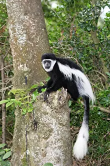 Polykomos: Western Black and White Colobus Monkey / King Colobus Monkey