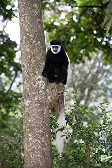 Polykomos: Western Black and White Colobus Monkey / King Colobus Monkey