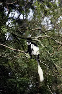 Polykomos: Western Black and White Colobus Monkey / King Colobus Monkey
