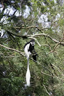 Polykomos: Western Black and White Colobus Monkey / King Colobus Monkey