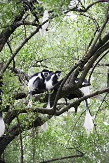 Polykomos: Western Black and White Colobus Monkey / King Colobus Monkey