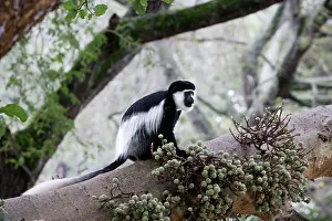 Polykomos: Western Black and White Colobus Monkey / King Colobus Monkey