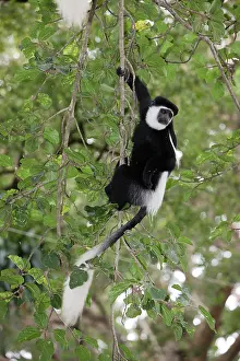 Polykomos: Western Black and White Colobus Monkey / King Colobus Monkey