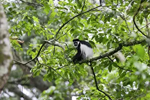 Polykomos: Western Black and White Colobus Monkey / King Colobus Monkey